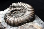 Ammoniet - Gefossiliseerde schelp - Aegoceras maculatum - 23, Verzamelen, Mineralen en Fossielen
