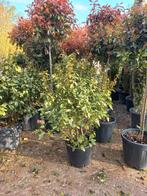 Viburnum tinus Eve price sneeuwbal, Ophalen