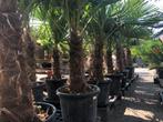 Palmbomen!! Hemelvaartsdag geopend va 9 uur!, Tuin en Terras, In pot, Zomer, Volle zon, Ophalen