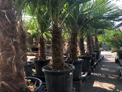 Palmbomen!! Zondag 5 Mei Koopzondag!, Tuin en Terras, Planten | Bomen, 100 tot 250 cm, Palmboom, Zomer, Volle zon, In pot, Ophalen