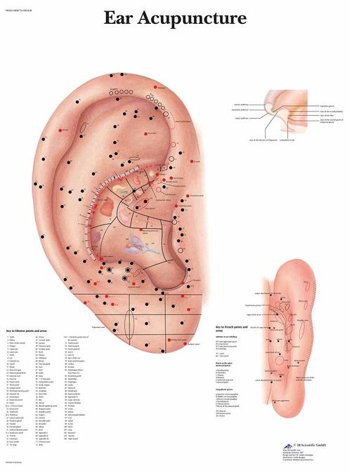Anatomie poster ooracupunctuur (gelamineerd, 50x67 cm), Diversen, Verpleegmiddelen, Nieuw, Verzenden