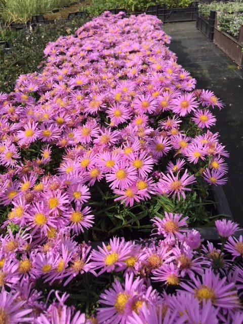 Aster Peter Pan - Herfstaster, Tuin en Terras, Planten | Tuinplanten, Overige soorten, Vaste plant, Halfschaduw, Zomer, Verzenden