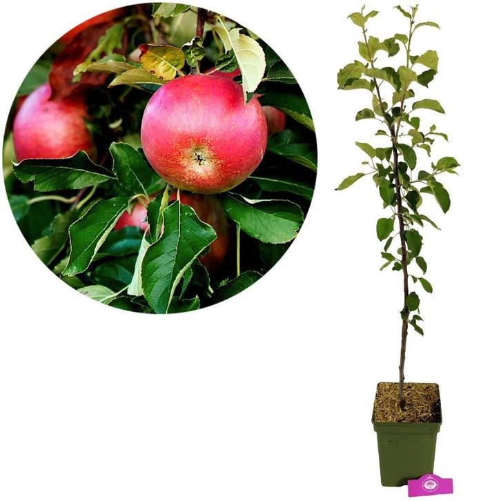 Malus domestica Rode Boskoop + Pot 23cm, Tuin en Terras, Planten | Fruitbomen, Volle zon, Verzenden