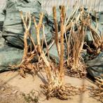 Aquariumhout, sipderwood, driftwood, eigen import  xxl maten