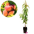wilde perzikboom Prunus persica Donut + Pot 23, Tuin en Terras, Verzenden, Volle zon