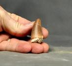 Fijn mosasaurus tand - Fossiele tand - Mosasaurus beaugei -, Verzamelen, Mineralen en Fossielen