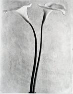 Tina Modotti - Calla Lilies, Antiek en Kunst