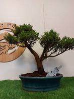Syzygium - Hoogte (boom): 37 cm - Diepte (boom): 45 cm -
