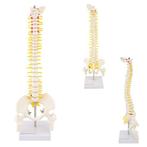 Anatomie model wervelkolom, 45 cm, Verzenden, Nieuw