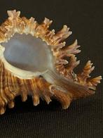 Zeeslak Zeeschelp - CHICOREUS TORREFACTUS (Zonder, Nieuw