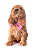 Honden strikjes in diverse kleuren, Verzenden, Nieuw