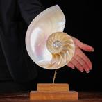 Fibonacci-spiraal - parelmoer nautilus - de spiraal van het, Antiek en Kunst