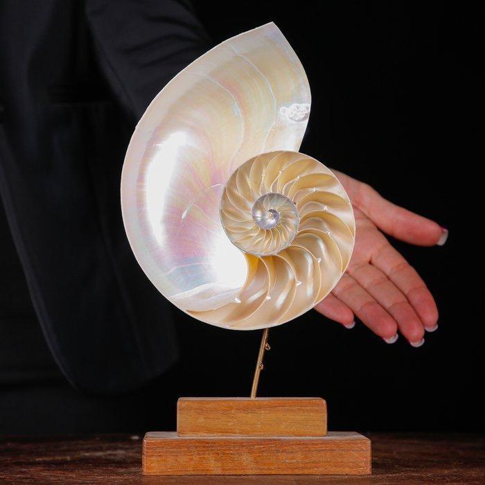 Fibonacci-spiraal - parelmoer nautilus - de spiraal van het, Antiek en Kunst, Curiosa en Brocante