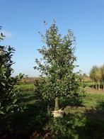 Appelboom Elstar Jonagold laag en halfstam, In pot