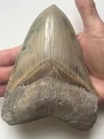 Enorme Megalodon-tand 15,0 - Fossiele tand - Carcharocles