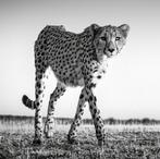Jeffrey Van Daele - Stalking Cheetah