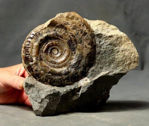 Uitzonderlijke ammoniet - Op matrix - Zelfstaand -, Verzamelen, Mineralen en Fossielen