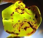 FOSSIEL-GEWELDIG!! Dominican amber-415 cts- 83 g