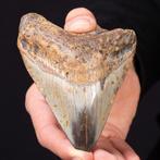 Megalodon-tand - Fossiele tand - Carcharocles Megalodon -