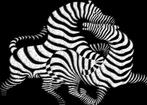 Victor Vasareli - Cebras Abstractas Pop Art