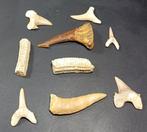 Natuurlijke en geconserveerde tanden - Fossiele tanden -