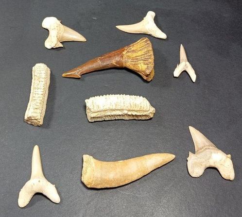 Natuurlijke en geconserveerde tanden - Fossiele tanden -, Verzamelen, Mineralen en Fossielen