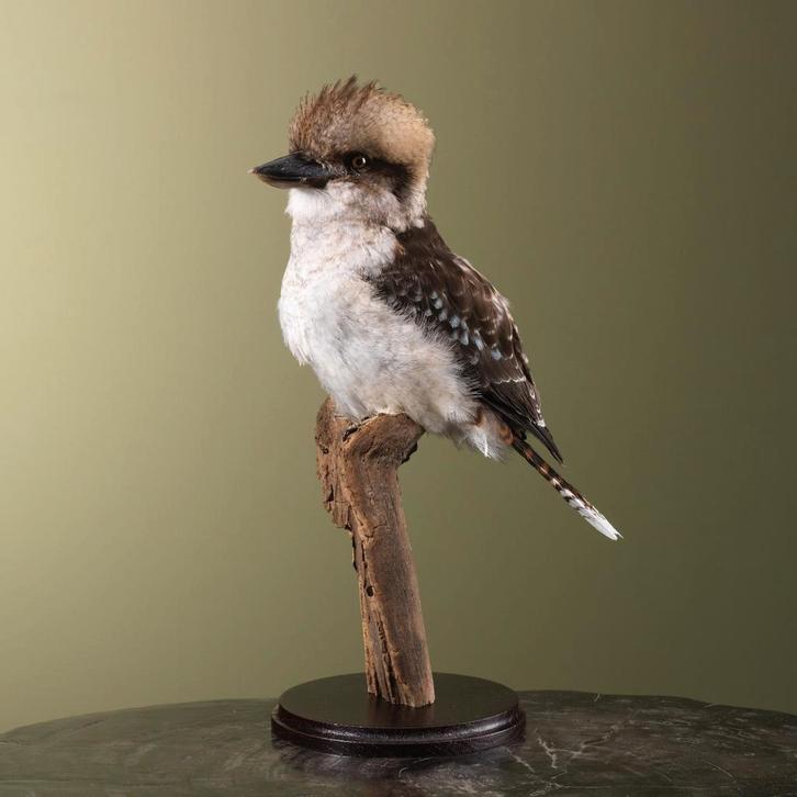 Kookaburra Taxidermie Opgezette Dieren By Max, Verzamelen, Dierenverzamelingen, Opgezet dier, Nieuw, Vogel, Ophalen of Verzenden