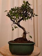 Chinese iep bonsai (Ulmus parviflora) - Hoogte (boom): 25 cm
