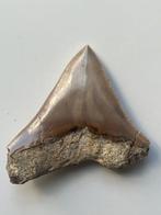 Megalodon tand 7,7 cm - Fossiele tand - Carcharocles