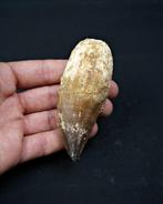 Mosasaurus - Fossiele tand - Mosasaurus (Zonder