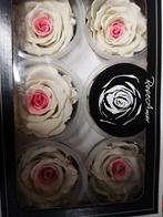 Geconserveerde rozen Geprepareerd Wit Roze XL doos 6 stuks, Hobby en Vrije tijd, Knutselen, Ophalen of Verzenden, Nieuw