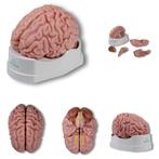 Anatomie model hersenen, 5-delig, Nieuw