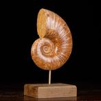 Fossil Ammonite Lytoceras – Prehistorische elegantie op een, Nieuw