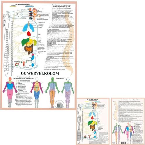 Anatomie poster vegetatief zenuwstelsel (NL, A2 + A4), Sport en Fitness, Overige Sport en Fitness, Nieuw, Verzenden