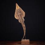 Shovelnose Guitarfish op aangepast voetstuk - Guitarfish -, Nieuw