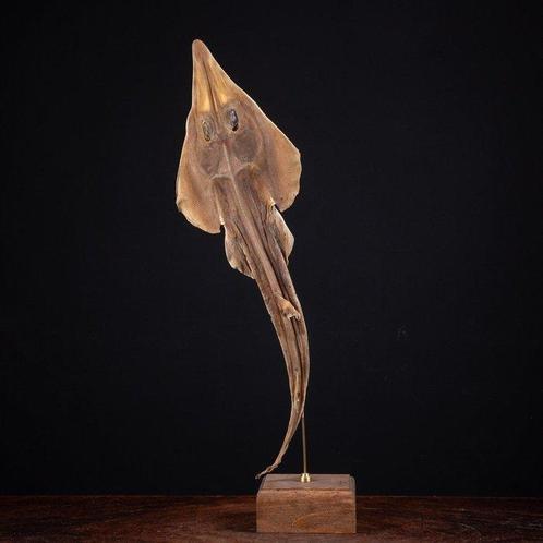 Shovelnose Guitarfish op aangepast voetstuk - Guitarfish -, Verzamelen, Dierenverzamelingen