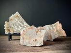 Fossiel hout - Gefossiliseerd hout - Dipterocarpus sp. - 22