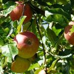 Oude appelboom | Malus Elstar handappel | Gelijk vruchten, Tuin en Terras, Planten | Bomen, 100 tot 250 cm