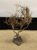 Osaka Bonsai Tree nr 18 - 36x12x47cm - aquascaping boom, Dieren en Toebehoren, Vissen | Aquaria en Toebehoren, Ophalen of Verzenden