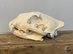 Leeuw Schedel - Panthera leo - 13 cm - 19 cm - 28 cm- CITES, Nieuw