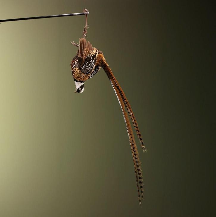Koningsfazant Taxidermie Opgezette Dieren By Max, Verzamelen, Dierenverzamelingen, Opgezet dier, Nieuw, Vogel, Ophalen of Verzenden