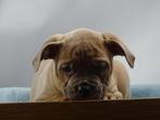 Old English Bulldog pups!  | Hartelijk Welkom.!, Dieren en Toebehoren, Parvo, Nederland, 8 tot 15 weken, Bulldog