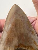 Grote Megalodon-tand 13,3 cm Zonder reparaties - Fossiele