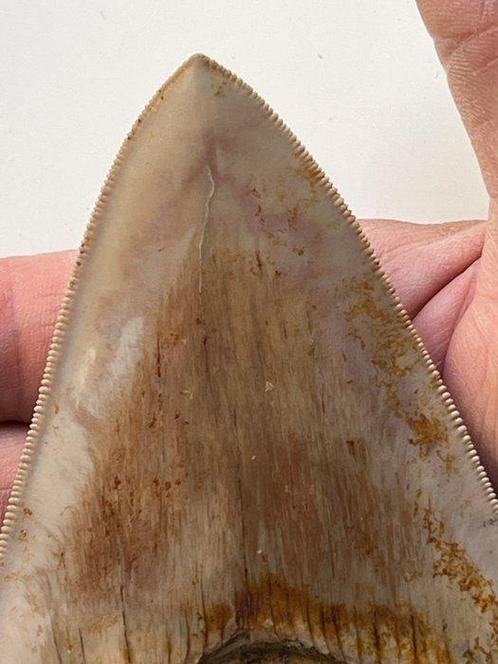 Grote Megalodon-tand 13,3 cm Zonder reparaties - Fossiele, Verzamelen, Mineralen en Fossielen