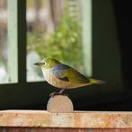 DecoBird Zilveroog, Ophalen of Verzenden, Nieuw