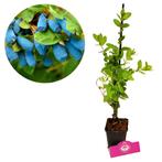 Honingbes Purple Sweet, Verzenden, Halfschaduw