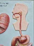 Anatomisch model - Plastic - 1950-1960 - Digestive System