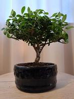 ilex cesmina bonsai (japanse hulst) - Hoogte (boom): 15 cm -