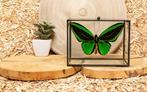 Vlinder Taxidermie volledige montage - Ornithoptera priamus, Nieuw