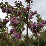Sierkers treurvorm - Prunus Kiku shidare zakura - Omtrek: 8-, Ophalen of Verzenden
